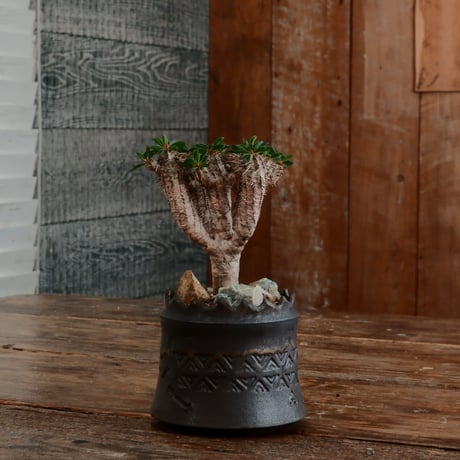 ユーフォルビア ギラウミニアナ［No.58］  ×   根本峻吾 作 S.N POT type.cylinder「  刻印 - kokuin - 」3号 植木鉢 笠間焼