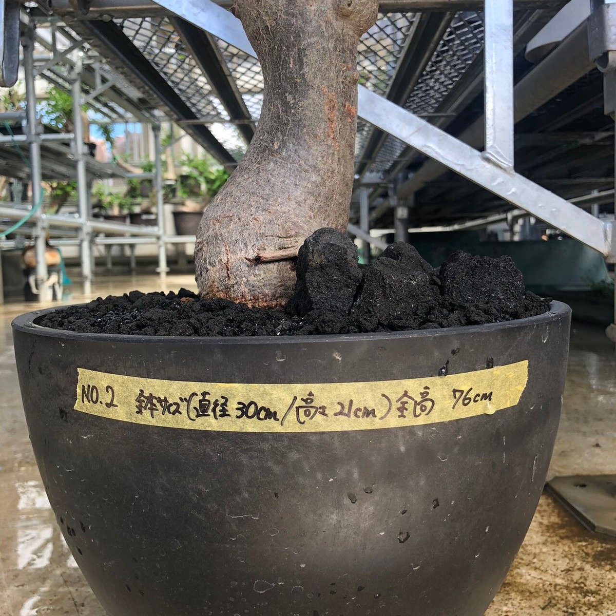 特大 バオバブ アダンソニア 変形タイプ / Baobab Adansonia［No.02］