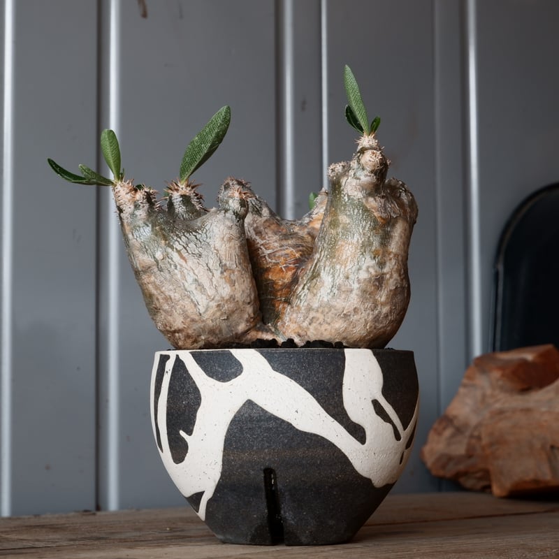 中株 パキポディウム ブレビカリックス 輸入株［No.20］ × 沼野秀章