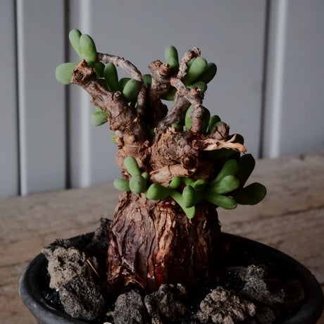 ケラリア ピグマエア 現地株 発根済 ［No.41］  ×   沼野秀章 作「 black wrap 」2.5号 植木鉢 笠間焼