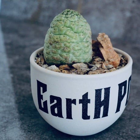仏頭玉 ラリレアキア カクティフォルメ  No.02  ×   " EartH POWER " DESIGN POT / WHITE