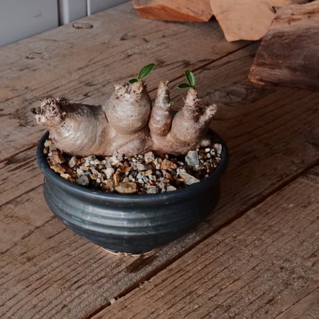 マカイエンセ  φ11cm ［No.66］  ×  森田昌求 作【 CLAW / BORDER 】 4号 植木鉢 笠間焼