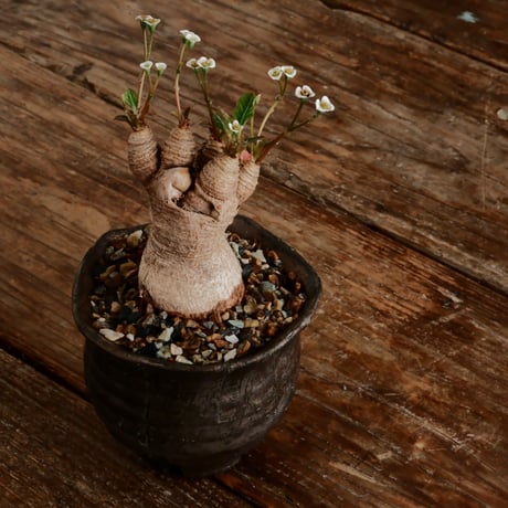 ユーフォルビア ラバティ［No.62］  ×   沼野秀章 作「 black wrap 」3号 植木鉢 笠間焼