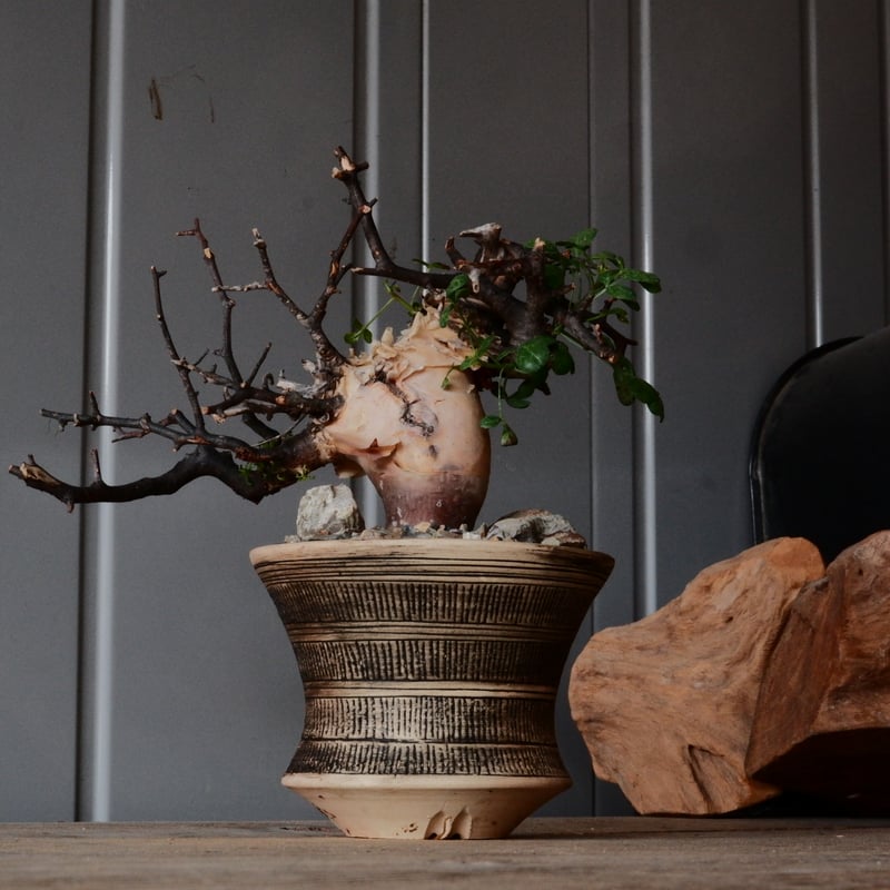 コミフォラ ピュアカタフ カタチ製作所 コミフォラ カタフ ピュア［No.09］ × 森田昌求 作【 Abstract Scratc