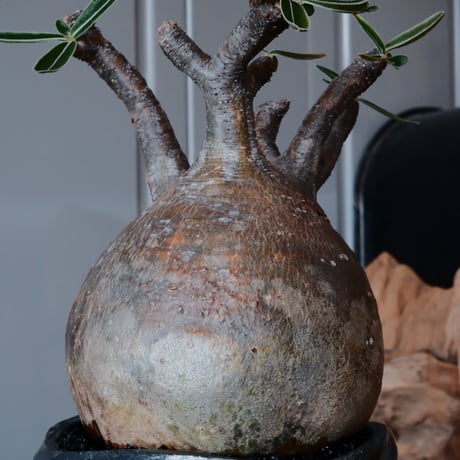 グラキリス φ11cm  - 象牙宮 -［No.61］  × 沖誠 作「Spilal - 燻銀彩 - / round」 3号 植木鉢 笠間焼