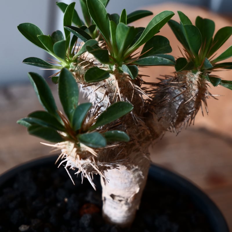 ユーフォルビア ギラウミニアナ 輸入株［No.47］ 4号鉢