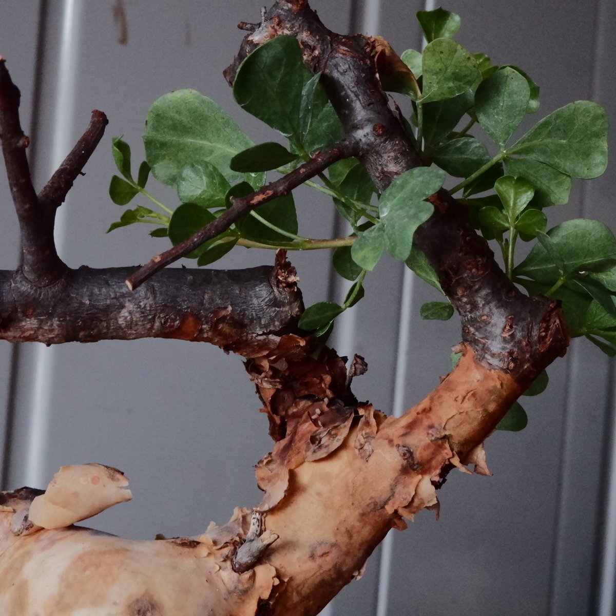 m*o様 コミフォラ ピュア カタフ 枝幅60cm超XLサイズ 現地球