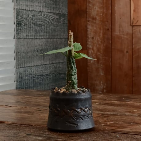 CATEGORY アデニア | Botanical Holic