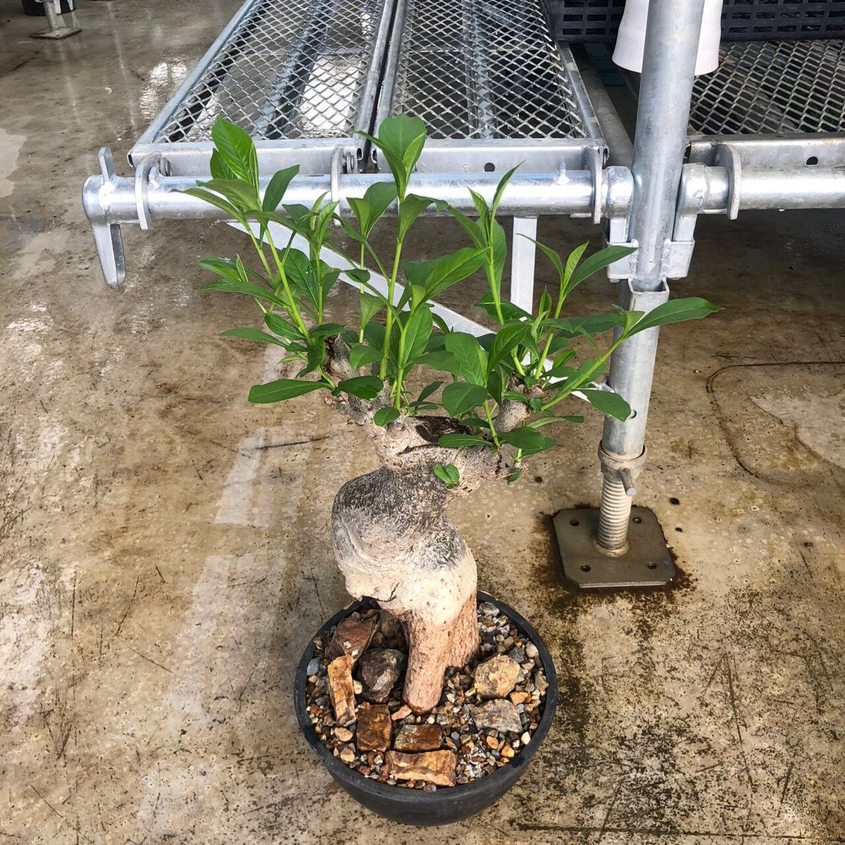 発根済み3年経過　バオバブ・アダンソニア 特大 バオバブ アダンソニア 変形タイプ / Baobab Adansonia［No