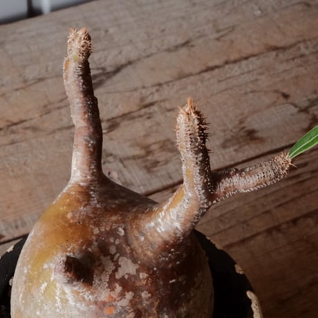 グラキリス φ9.5cm - 象牙宮 -［No.73］  ×   沼野秀章 作「 黒ニ白 」3.5号 植木鉢 笠間焼