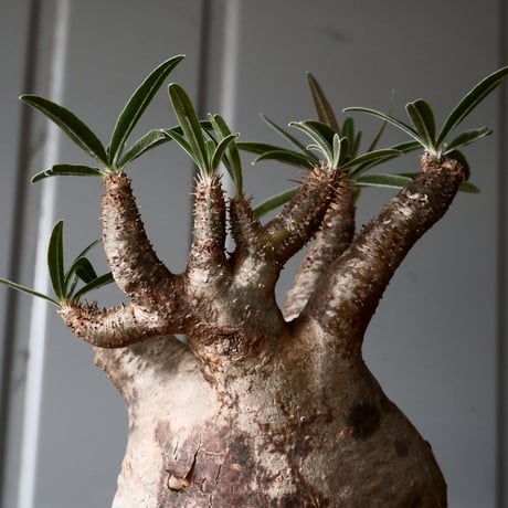 グラキリス φ8cm - 象牙宮 -［No.56］  × 磯部祐介 作「 彩 - sai - 」3号 植木鉢 笠間焼