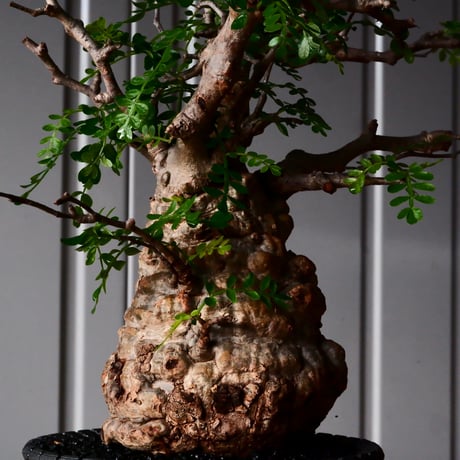 オペルクリカリア パキプス φ9cm［No.27］  × 沖誠 作品【 Bark / upper spread 】3号 植木鉢 笠間焼