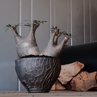 多頭 グラキリス φ13cm - 象牙宮 - ［No.14］  ×   沼野秀章 作「 black wrap 」4号 植木鉢 笠間焼