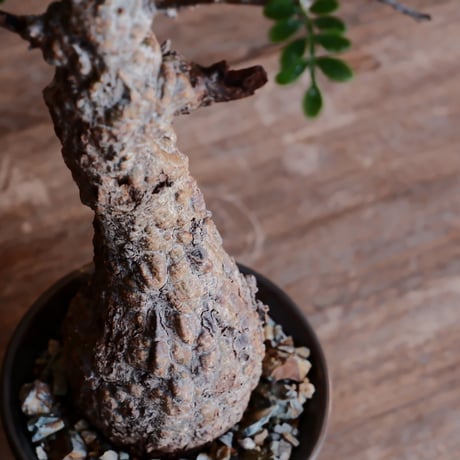 発根済 オペルクルカリア パキプス［No.53］  ×  松野然 作「ZEN」4号 植木鉢