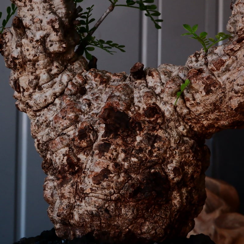 オペルクリカリア パキプス φ10cm［No.21］ × 沖誠 作「Bark / deep