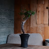 コミフォラ モンストローサ［No.40］  ×   沼野秀章 作 「black & blue . tall 」3号 植木鉢 笠間焼