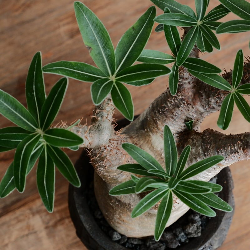 よよよ　グラキリス よよよ グラキリス パキポディウム：グラキリス 2.5号 No.5 の