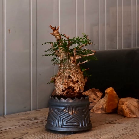 オペルクリカリア パキプス φ 10cm［No.04］  ×   根本峻吾 作 S.N POT  type.cylinder「 鐡 - 黒焔 - 」 4号 植木鉢