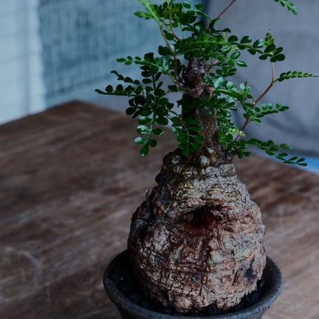 オペルクリカリア パキプス φ8.5cm［No.33］  ×   沼野秀章 作「 black wrap 」3号 植木鉢 笠間焼