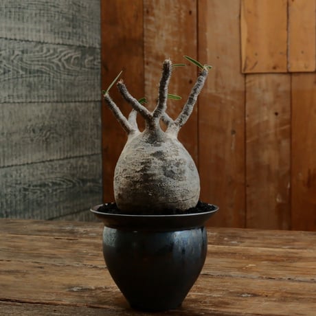 CATEGORY 坂本新 作品 植木鉢 | Botanical Holic CATEGORY 坂本新 作品 植木鉢 | Botanical Holic