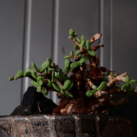 ケラリア ピグマエア［No.80］  × 沼野秀章 作品【  Black Wrap 】4号 植木鉢 笠間焼