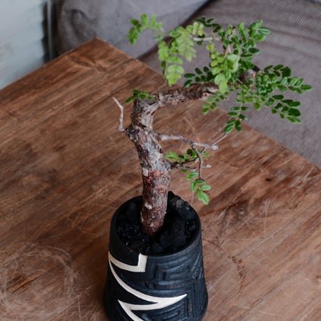 コミフォラ モンストローサ［No.36］  ×  根本峻吾 作 S.N POT type.tall「雷電」3号 植木鉢 笠間焼