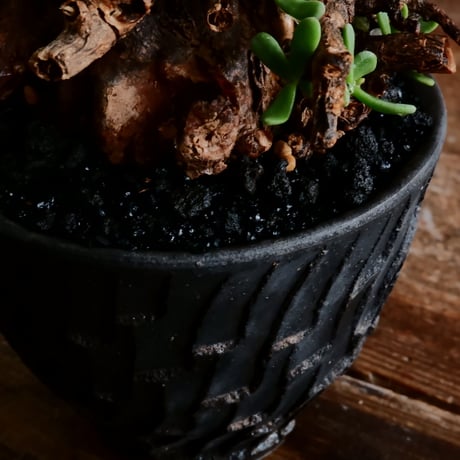 ケラリア ピグマエア 発根済［No.16］  ×   沼野秀章 作「 black wrap 」3.5号 植木鉢 笠間焼