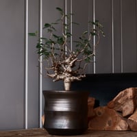 センナ メリディオナリス 輸入株［No.38］  × 松野 然 作 「ZEN」5.5号 植木鉢