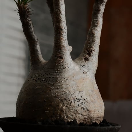 グラキリス - 象牙宮 -［No.17］  ×   沼野秀章 作「 black wrap 」4号 植木鉢 笠間焼