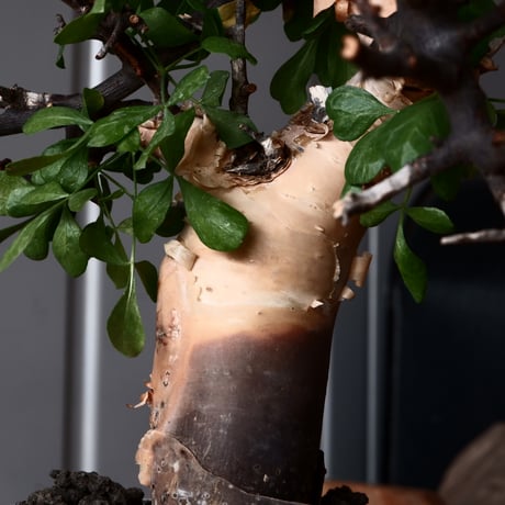 コミフォラ カタフ ピュア ソマリア産［No.11］× 根本峻吾 作品【 S.N POT type.slim「 雷電 / 月光 ver. 」4号 】  笠間焼 植木鉢