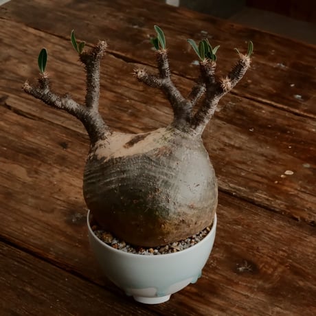 グラキリス M - 象牙宮 -［No.187］  ×  小林 哲也 作 「雫」4号 植木鉢