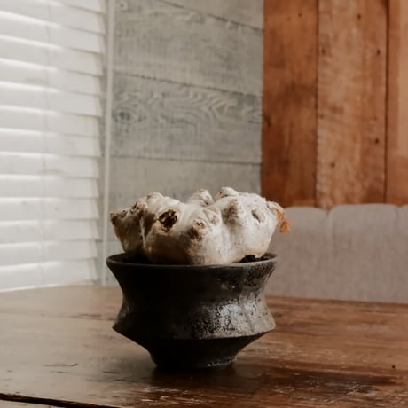 CATEGORY ブレビカウレ - Brevicaule - | Botanical Holic