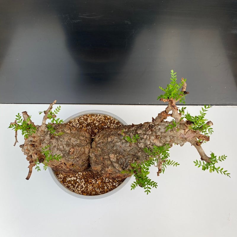 オペルクリカリアパキプス 現地株からの根ざし株 プラ鉢ごと発送 多頭