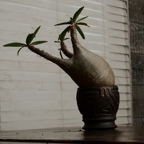 グラキリス φ8.5cm - 象牙宮 - ［No.71］  ×  根本峻吾 作 S.N POT type.round「 鐡 - kurogane - 」 3号  笠間焼