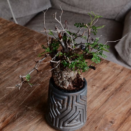 オペルクリカリア パキプス φ9cm［No.21］  ×  根本峻吾 作 S.N POT type.tall「 鐡 - kurogane - 」3号 植木鉢 笠間焼