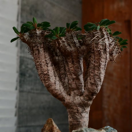 ユーフォルビア ギラウミニアナ［No.58］  ×   根本峻吾 作 S.N POT type.cylinder「  刻印 - kokuin - 」3号 植木鉢 笠間焼