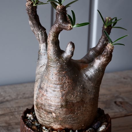 グラキリス φ8cm - 象牙宮-［No.10］×  中野明彦 作品【 KIRIKO / dark brown  / 3号 】笠間焼 植木鉢