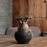 発根済 グラキリス - 象牙宮 - size M［No.212］  ×  松野然 作 「ZEN」4号 植木鉢