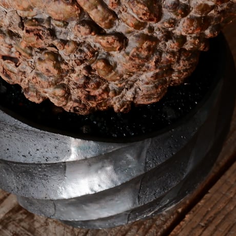 オペルクリカリア パキプス φ 14cm［No.33］  × 沖誠 作「Spilal - 燻銀彩 - / round 」 4号 植木鉢 笠間焼
