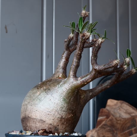 グラキリス φ9.5cm - 象牙宮-［No.26］× 森田昌求 作【 CLAW - BORDER - 】4号 植木鉢 笠間焼