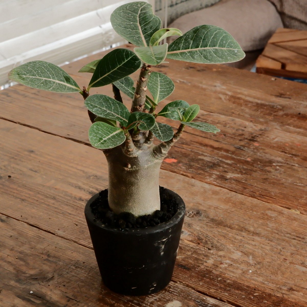 アデニウム アラビカム ドワーフ 6寸 アデニウム アラビカム ドワーフ タイプ「Adenium arabicum