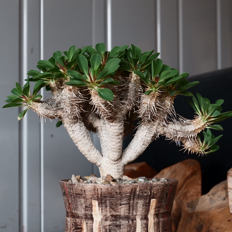 中株 ユーフォルビア ギラウミニアナ 輸入株［No.23］ × 沼野秀章 作品