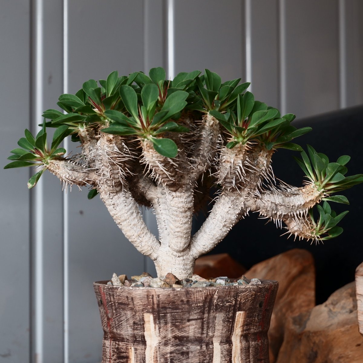 中株 ユーフォルビア ギラウミニアナ 輸入株［No.23］ × 沼野秀章 作品