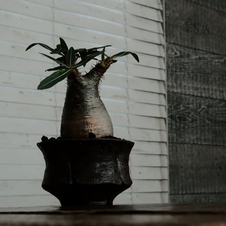 グラキリス - 象牙宮 -［No.47］  ×   沼野秀章 作「 black wrap 」3号 植木鉢 笠間焼