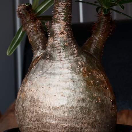 グラキリス φ8cm - 象牙宮 - ［No.31］  ×   根本峻吾 作品【 S.N POT type.slim「 覚醒 」 3.5号 】笠間焼 植木鉢