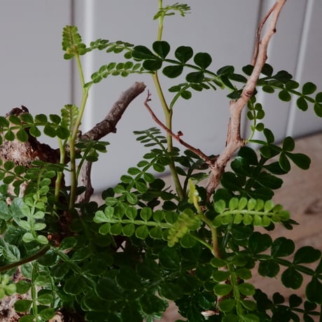 白 オペルクリカリア パキプス φ 11cm［No.21］  ×   沼野秀章 作「 刻ム音 」3.5号 植木鉢 笠間焼