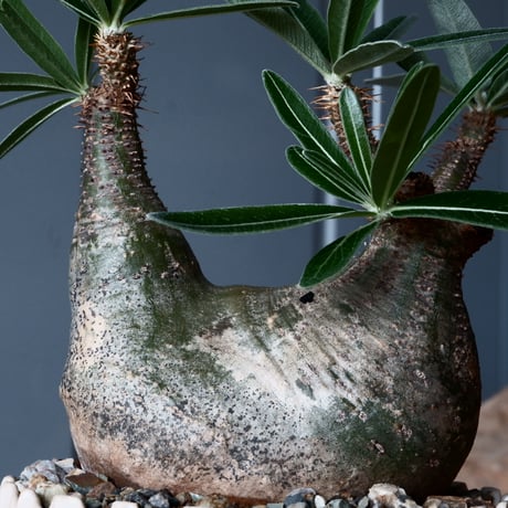 グラキリス φ10cm - 象牙宮-［No.33］×  中野明彦 作品【 KIRIKO / amber  / 4号 】笠間焼 植木鉢