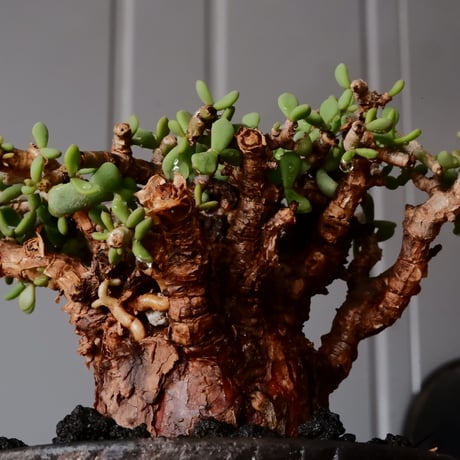 ケラリア ピグマエア［No.77］  × 沼野秀章 作品【  Black Wrap 】3号 植木鉢 笠間焼