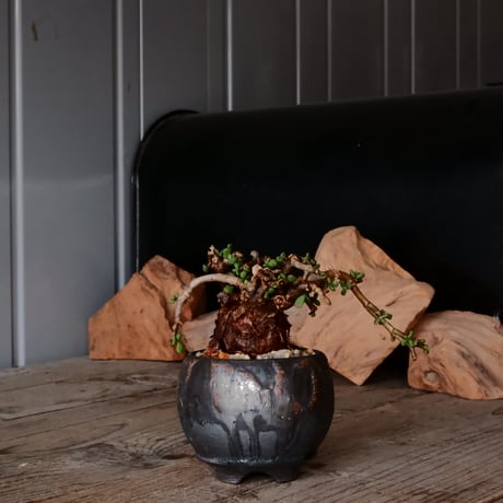 CATEGORY 磯部祐介 作品 植木鉢 | Botanical Holic
