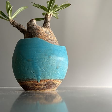 赤肌 Gracilius  ×  Shell pot S「Turquoise blue」 - 笠間焼 - C96